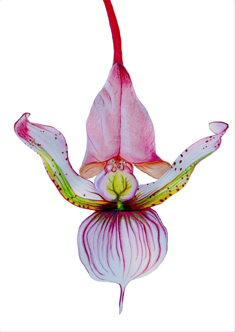 Frauenschuh Ornament Artefakt