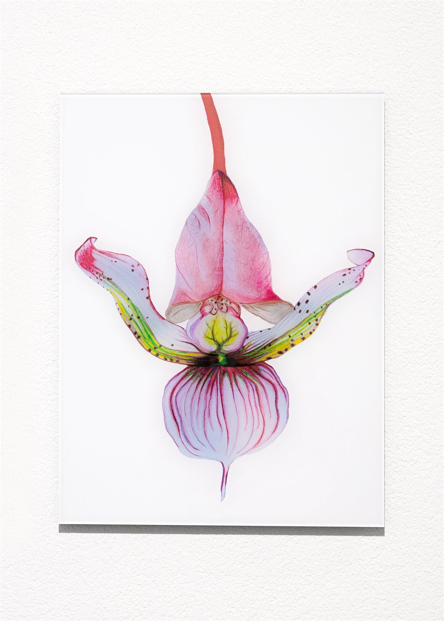 Frauenschuh Ornament Artefakt