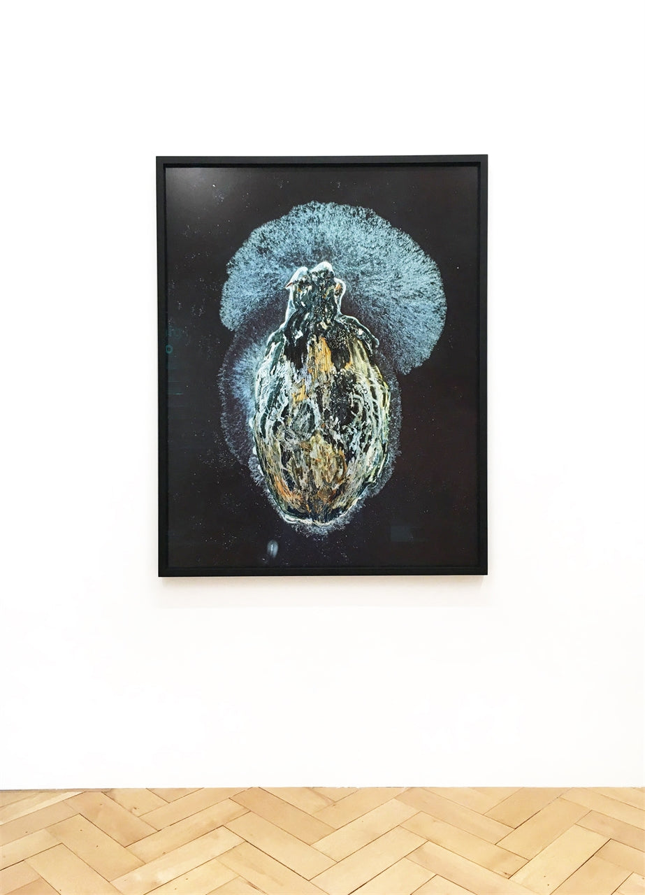 Madonnenlilie im Streiflicht