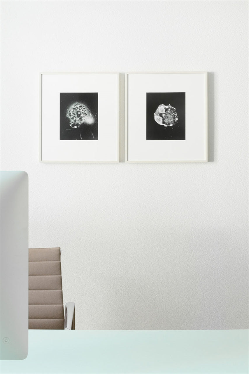 Ricinus communis im Streiflicht