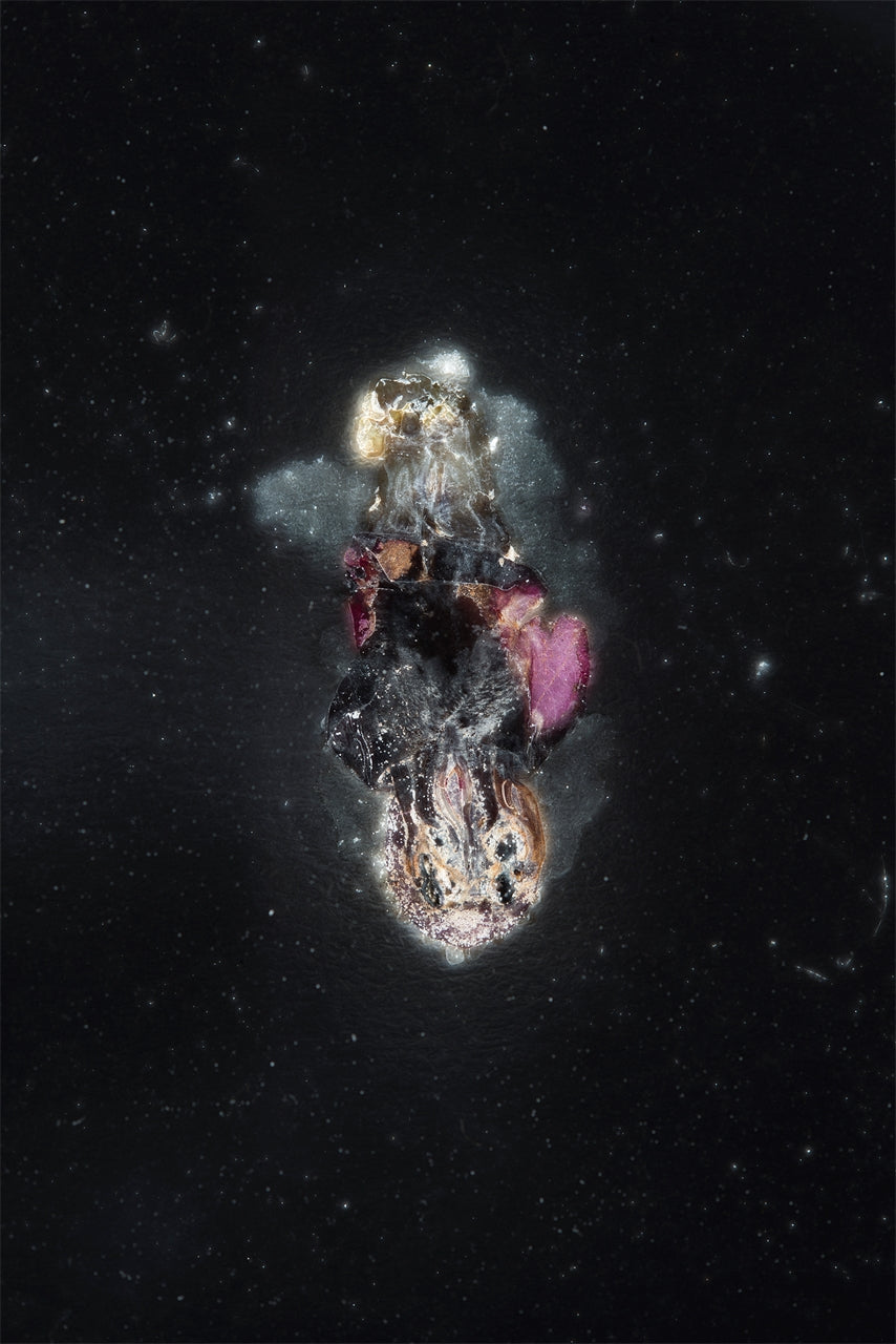 Vicia cosmophylla - Zaunwicke im Streiflicht