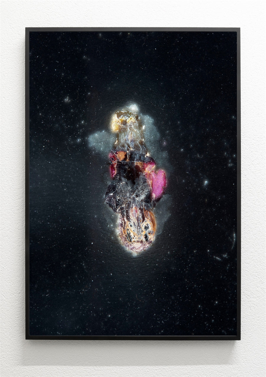 Vicia cosmophylla - Zaunwicke im Streiflicht