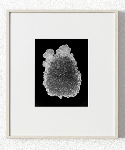 Efflorescence VII